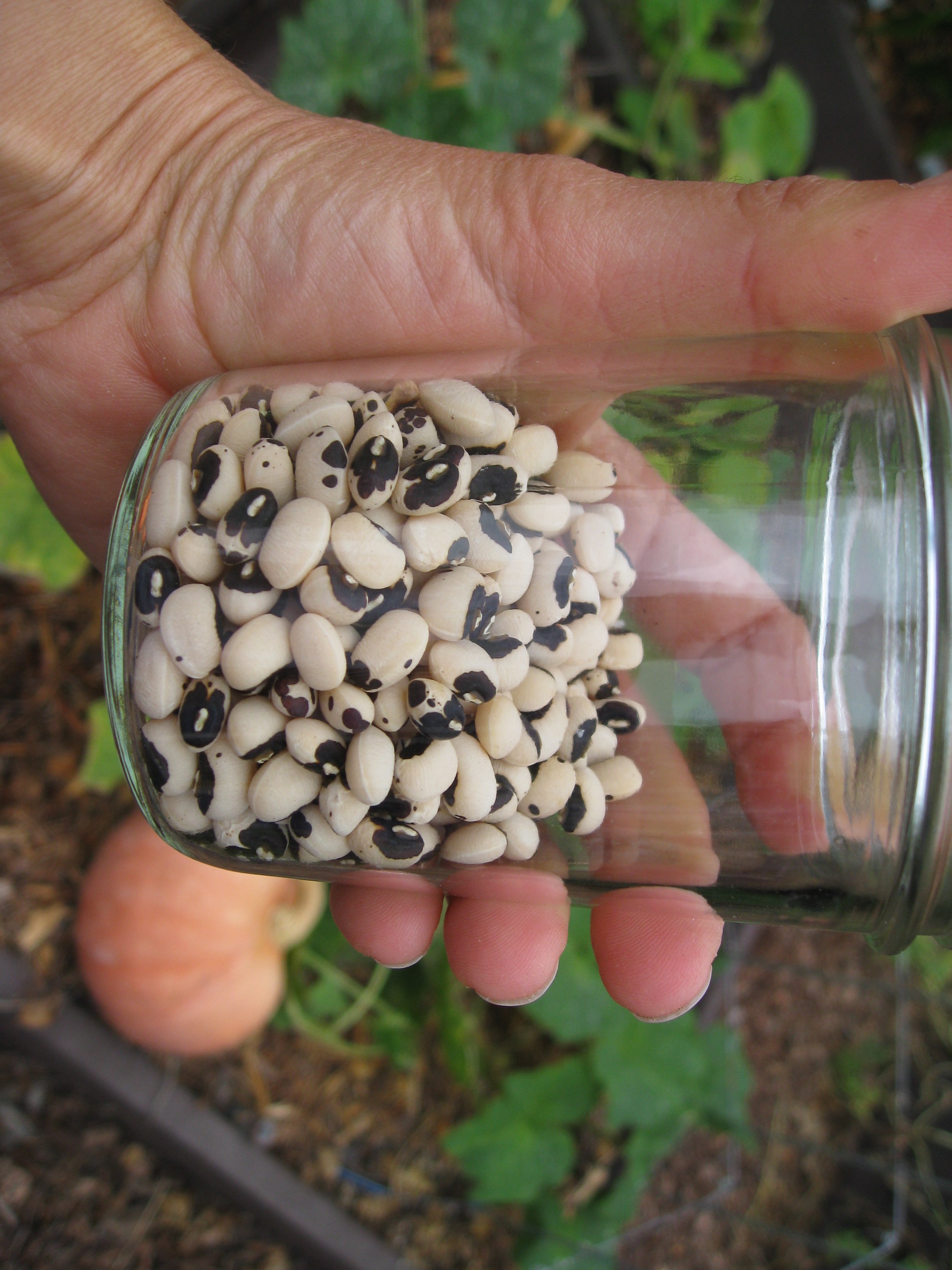 Growing Cowpeas (Black Eyed Peas) Gardenerd