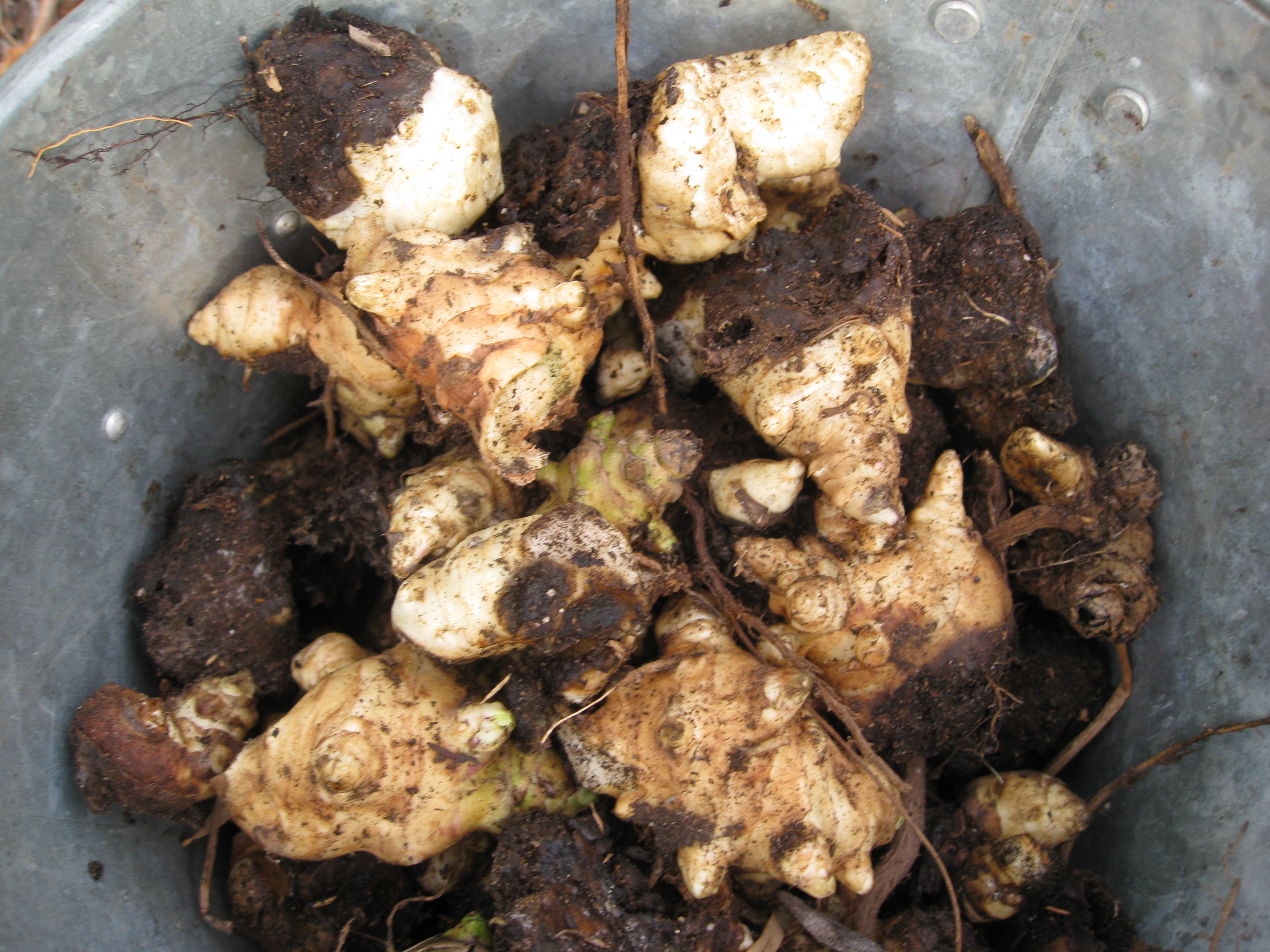Harvesting Jerusalem Artichokes Gardenerd