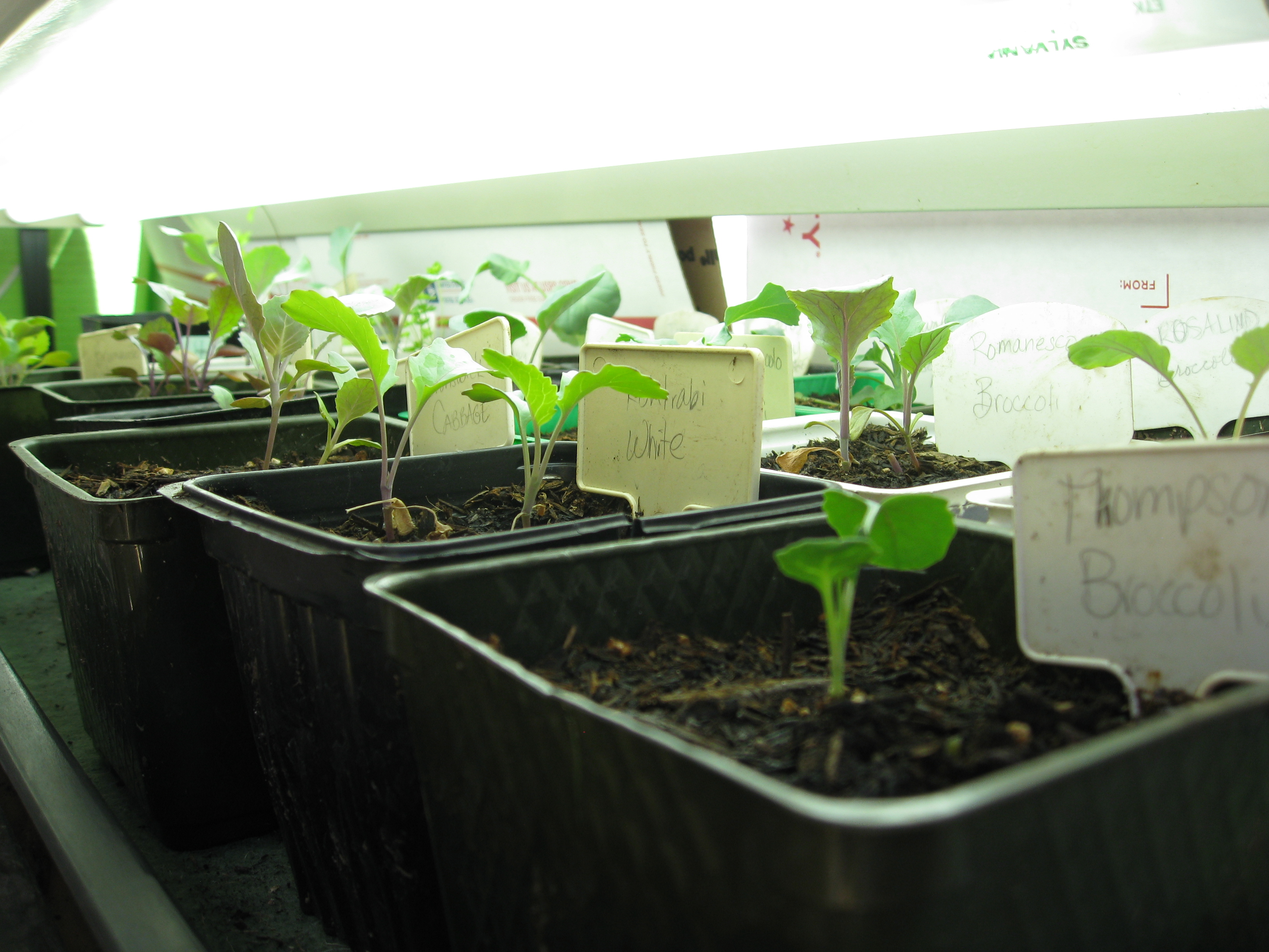 Wordless Wednesday Harvest 2015 Gardenerd