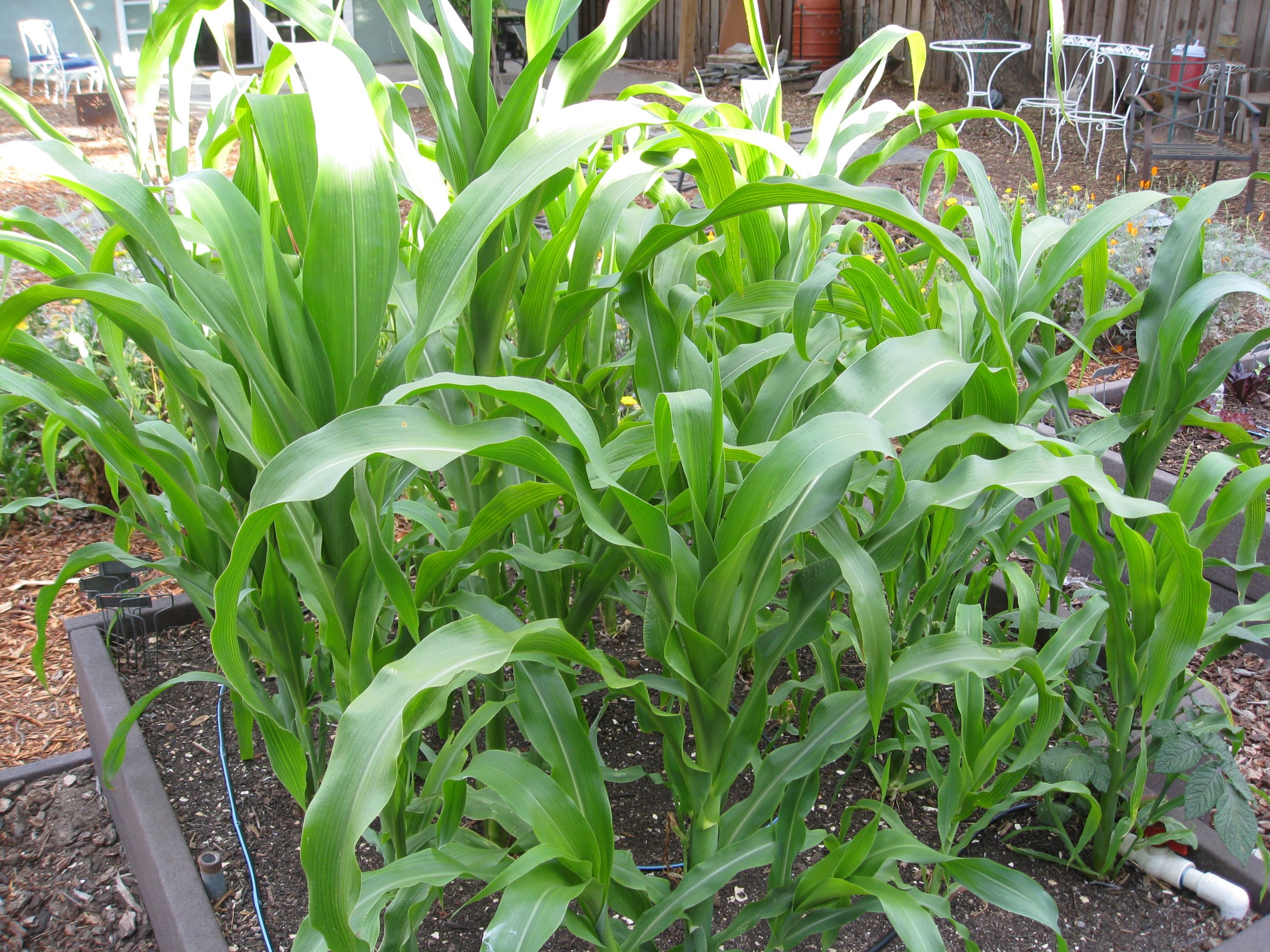 Ask Gardenerd Can I Plant Broccoli After Corn and Beans? Let's Talk