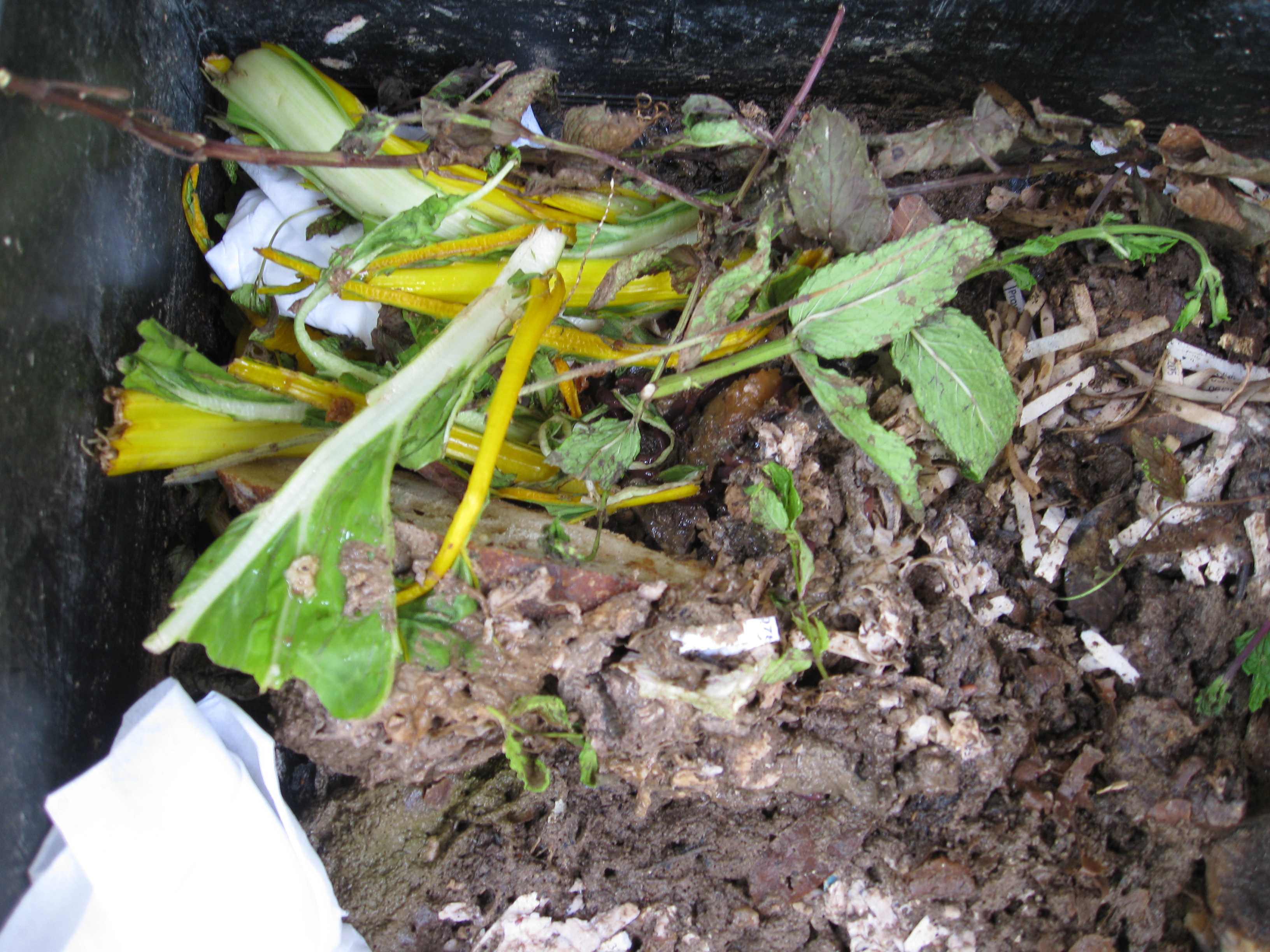 Should My Compost Have Maggots at Christopher Babb blog
