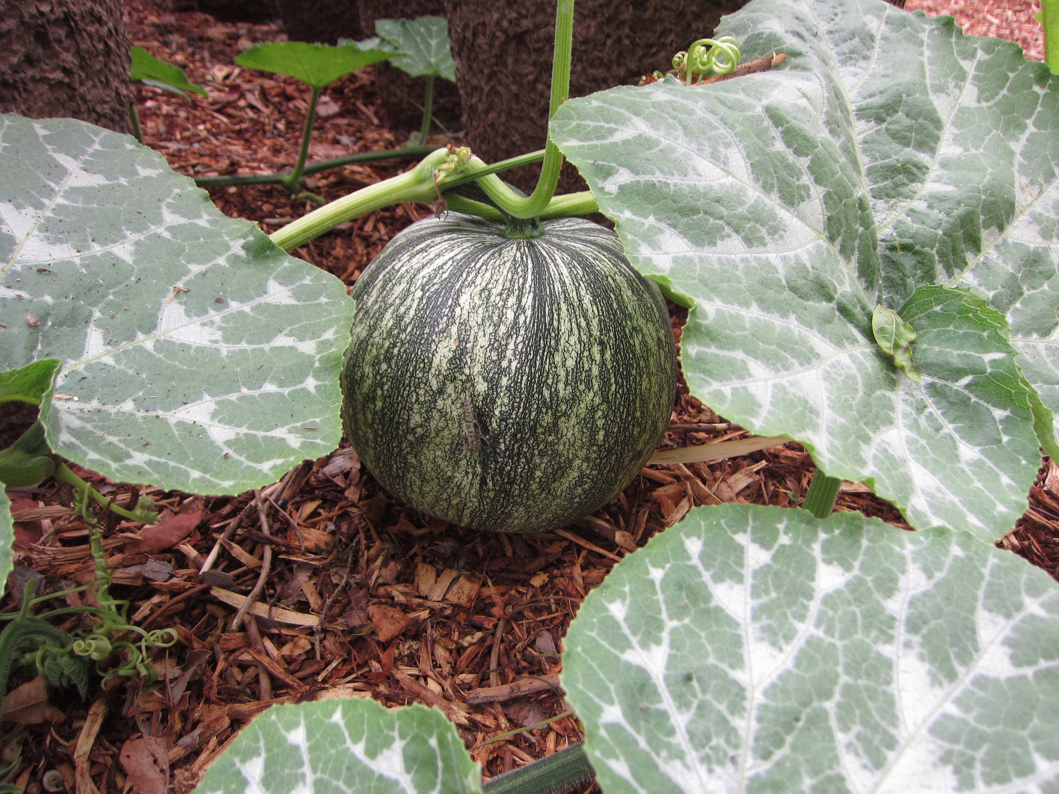 Wordless Wednesday Summer Gardening Never Stops Gardenerd