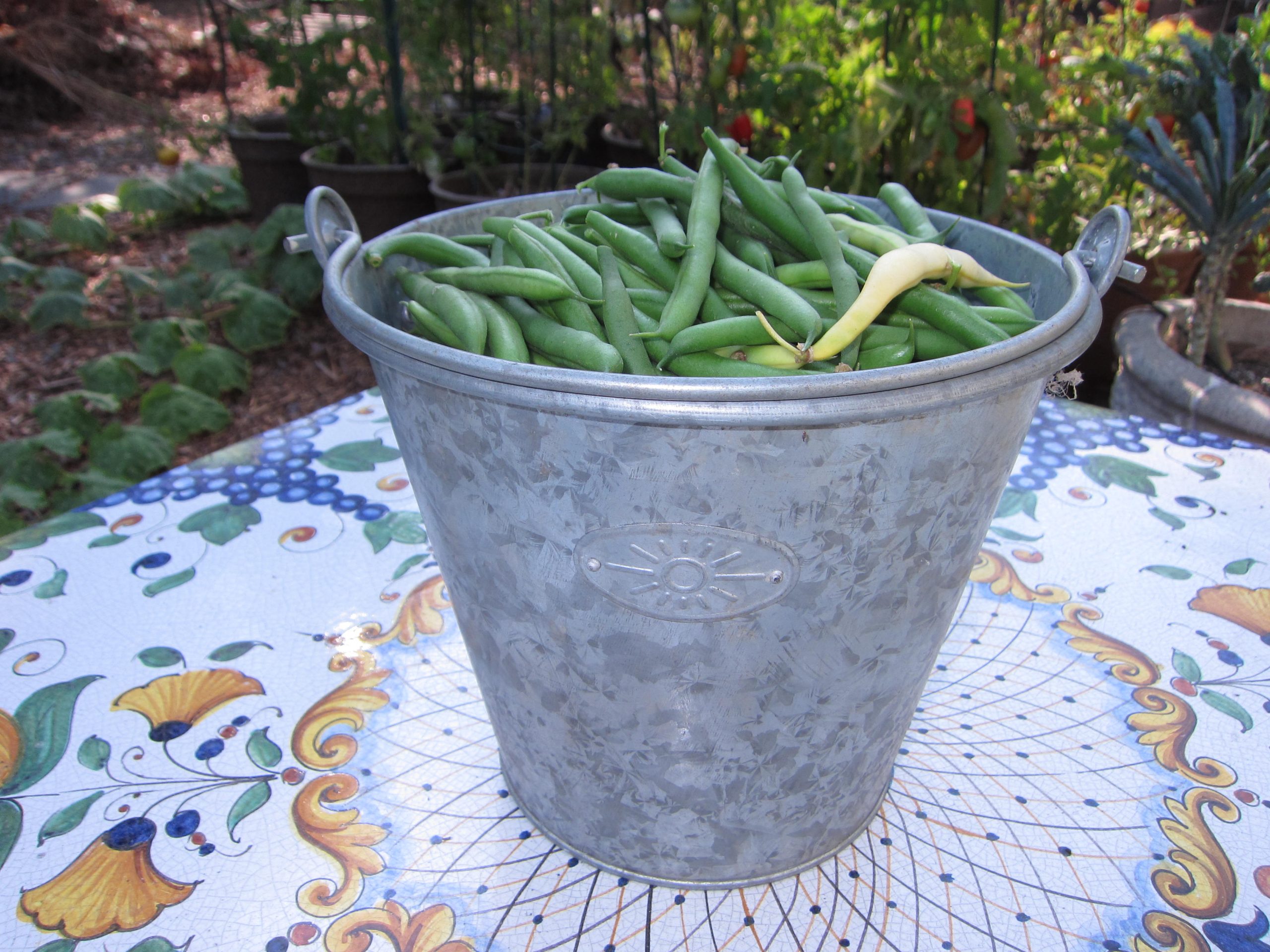 What to do with Overgrown Green Beans Gardenerd