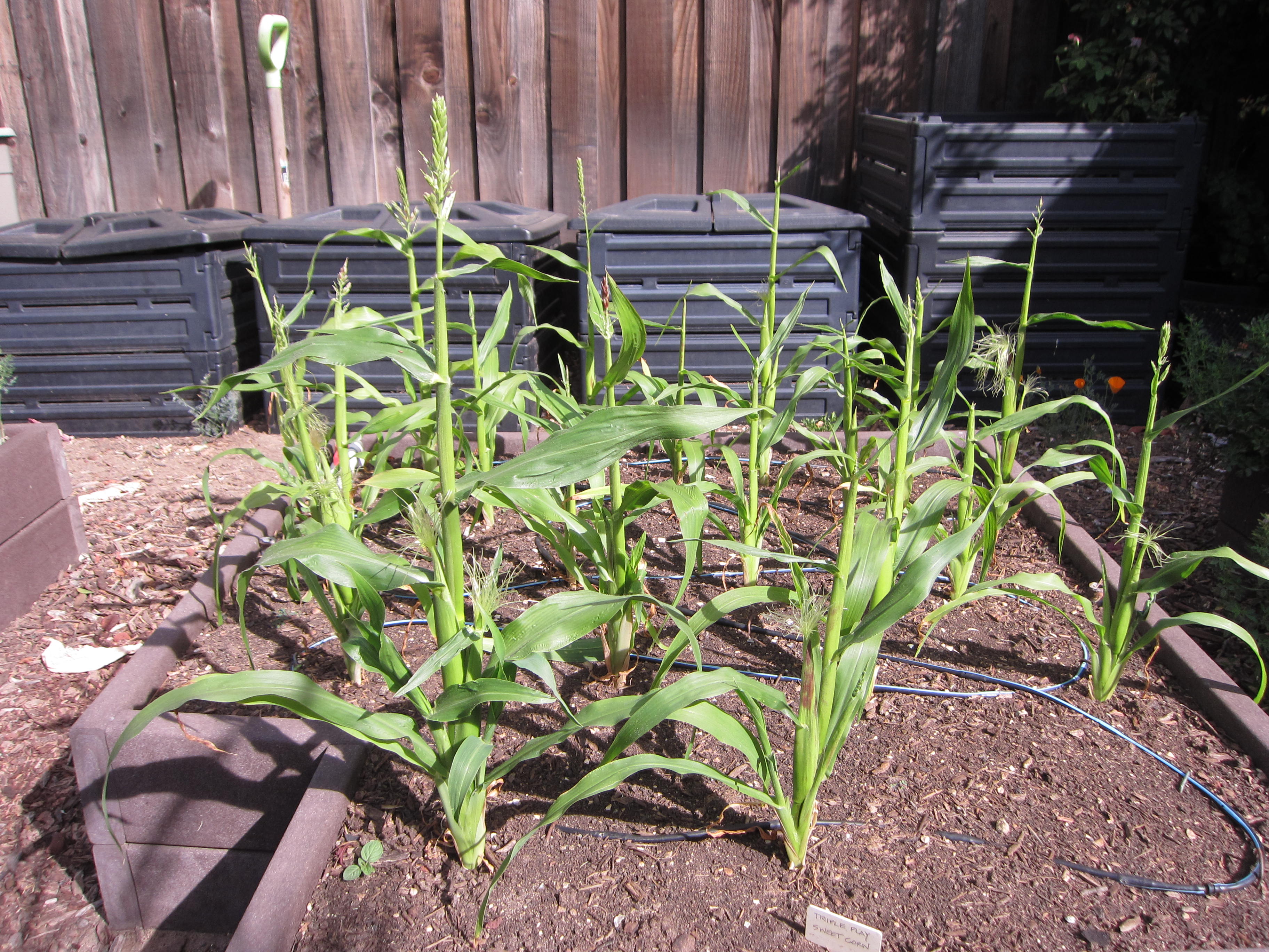 Corn Failure A.K.A. Starting Over Gardenerd