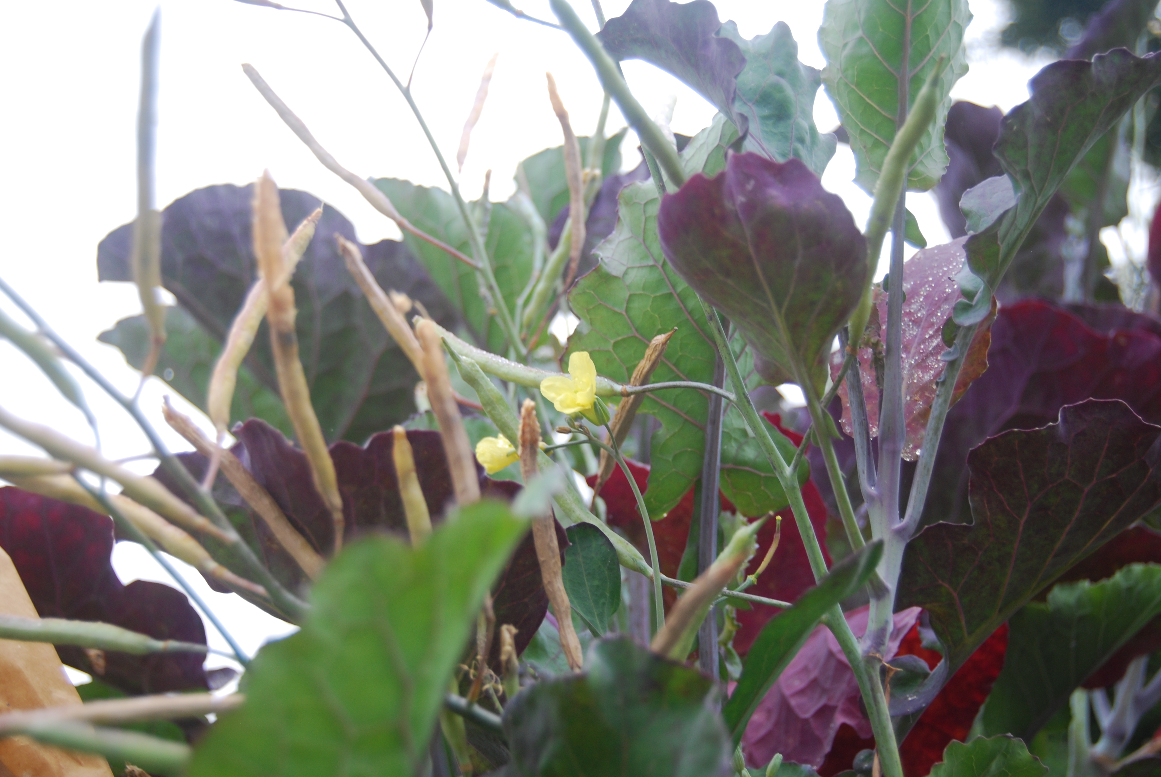 Guess What! Tree Kale Does Go to Seed Gardenerd