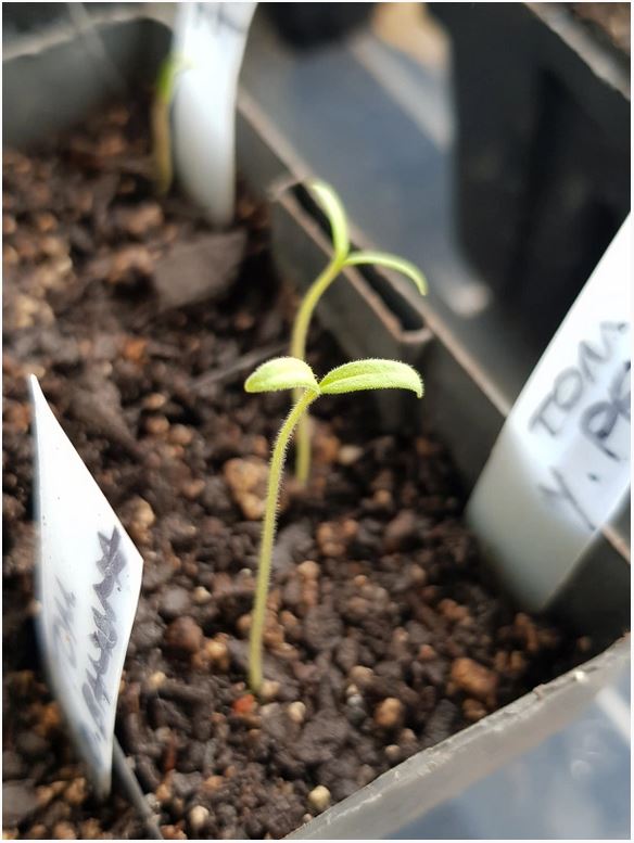 Spindly Seedlings under Grow Lights? Gardenerd