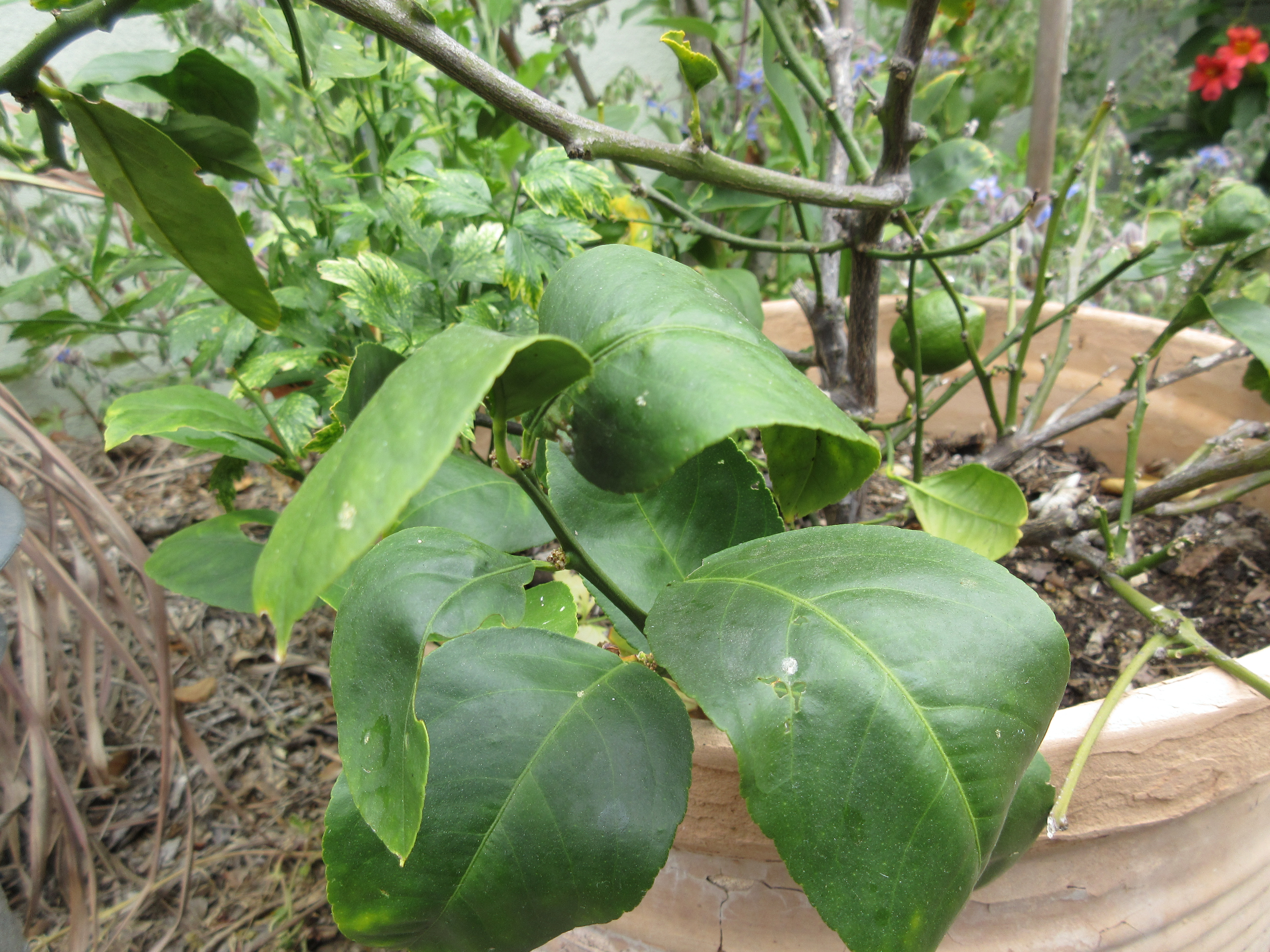 Ask Gardenerd Curling Leaves on Lemon Tree Gardenerd