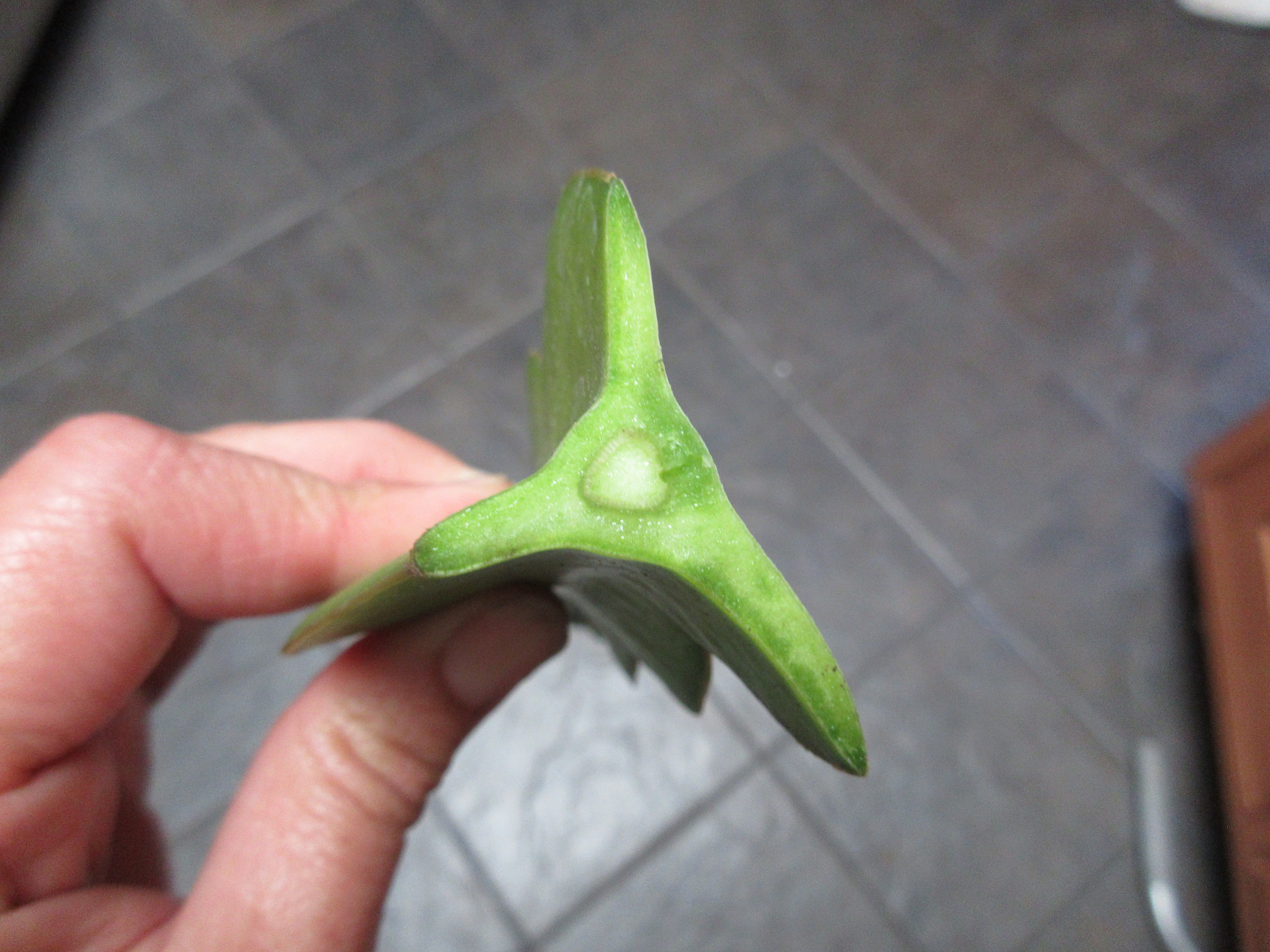 Propagating dragon fruit from vegetable cuttings