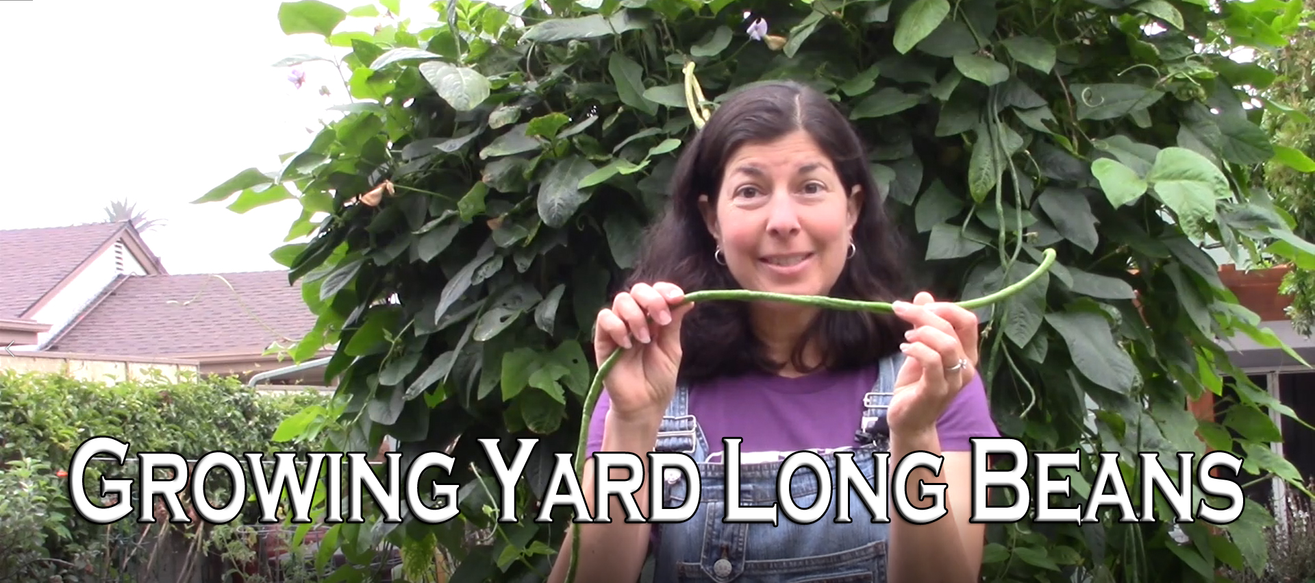 YouTube Growing Yard Long Beans or Asparagus Beans Gardenerd