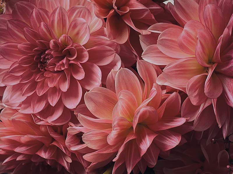 12 Flowers That Look Like Peonies (with Photos)