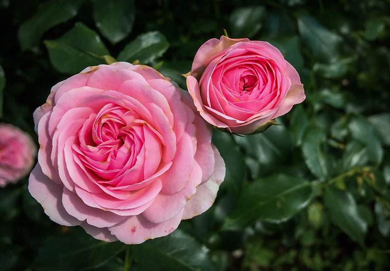 12 Flowers That Look Like Peonies (with Photos)