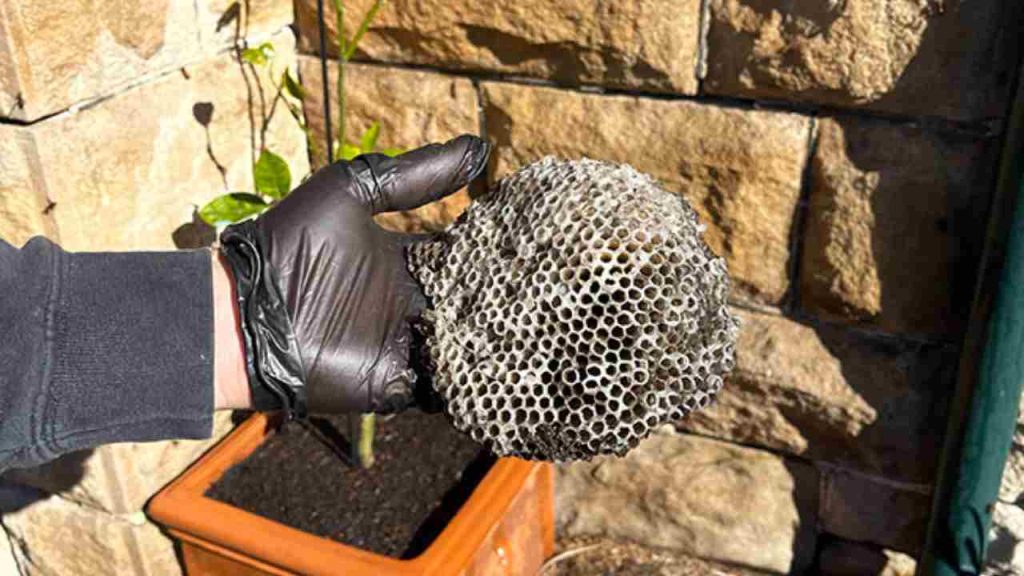 Goodbye Wasp Nests on Your Balcony or Terrace, Here’s the Solution That’s Popular