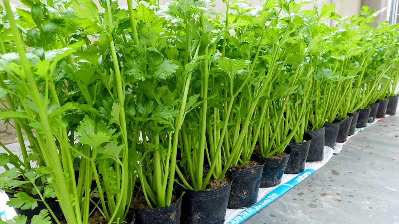 No Need for a Garden Growing Celery at Home is Surprisingly Easy