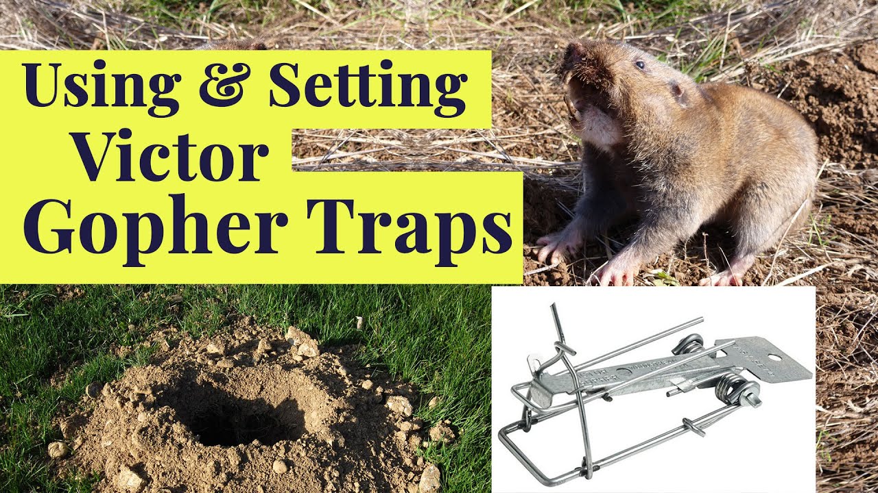 Eliminate Gophers Effectively with the Victor Easy Set Trap  