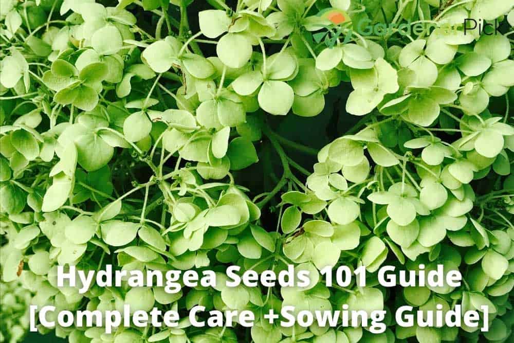 Hydrangea Seeds 101 Complete Guide [Things U Should Know]
