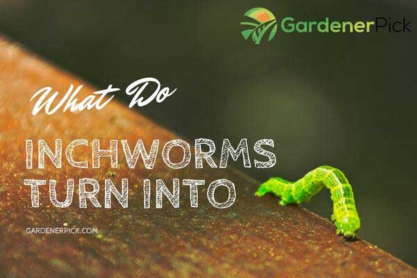 What Do Inchworms Turn Into? [Life Cycle Secrets]