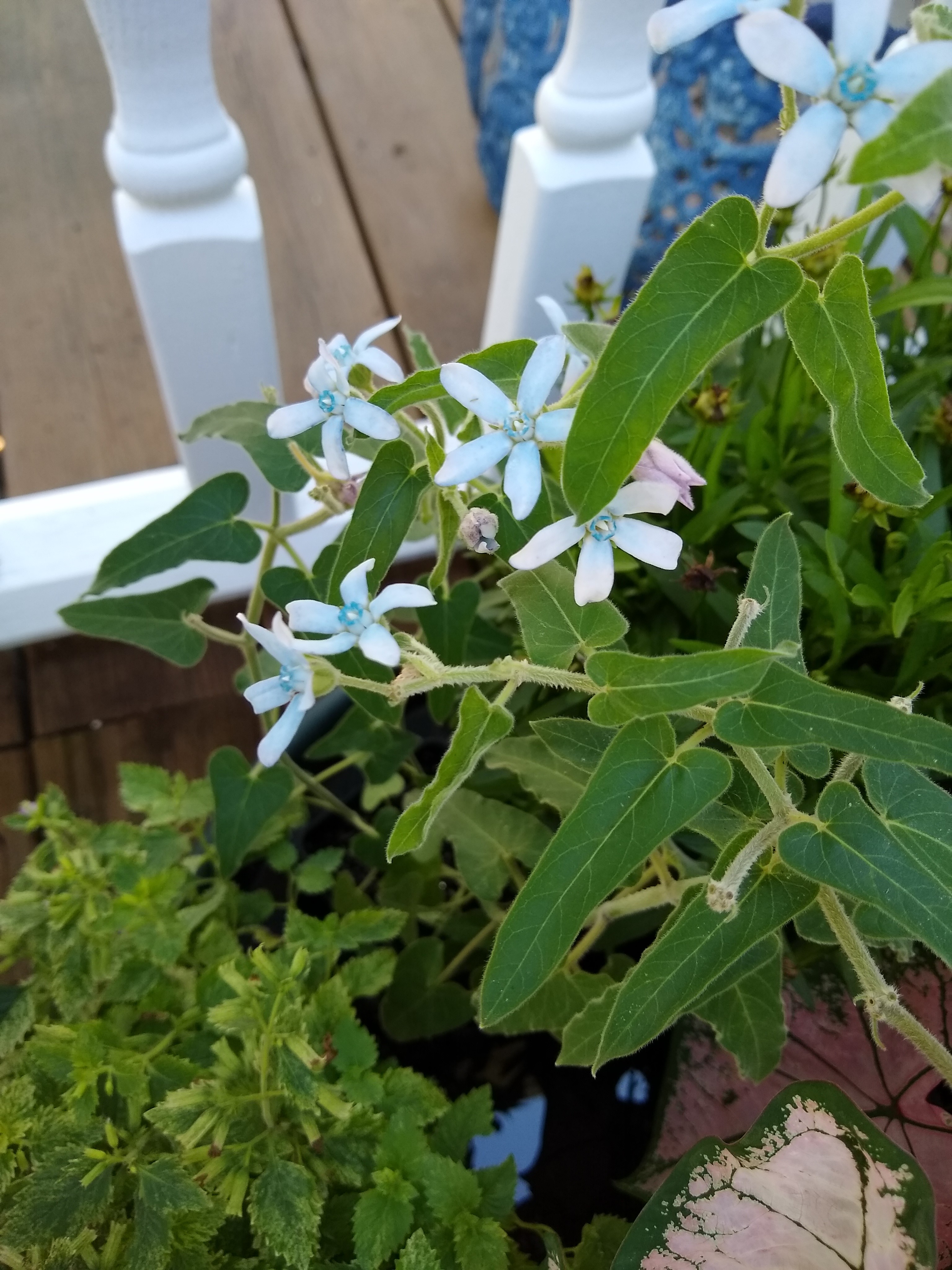 Blue Milkweed