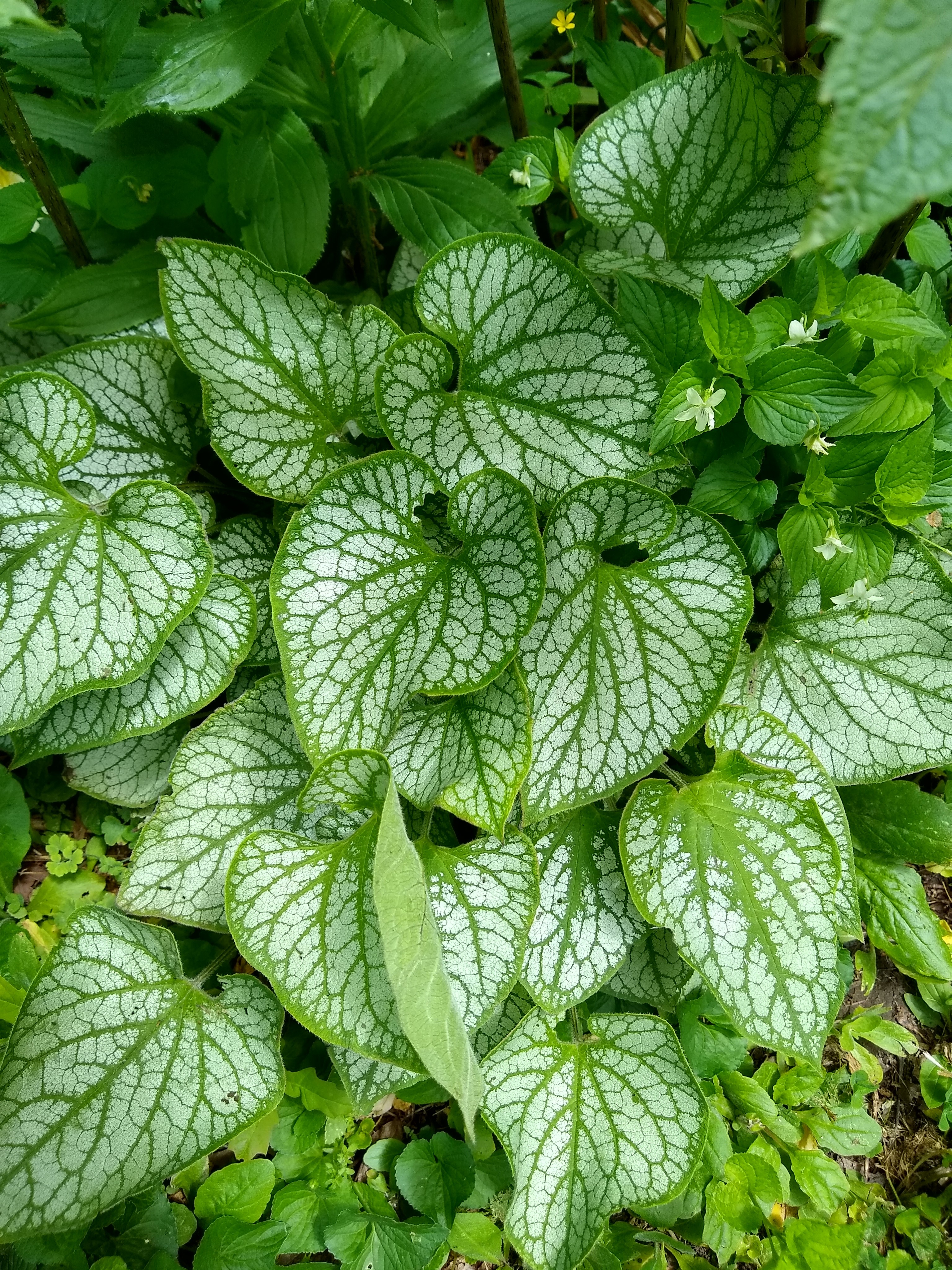 False True Garden Star