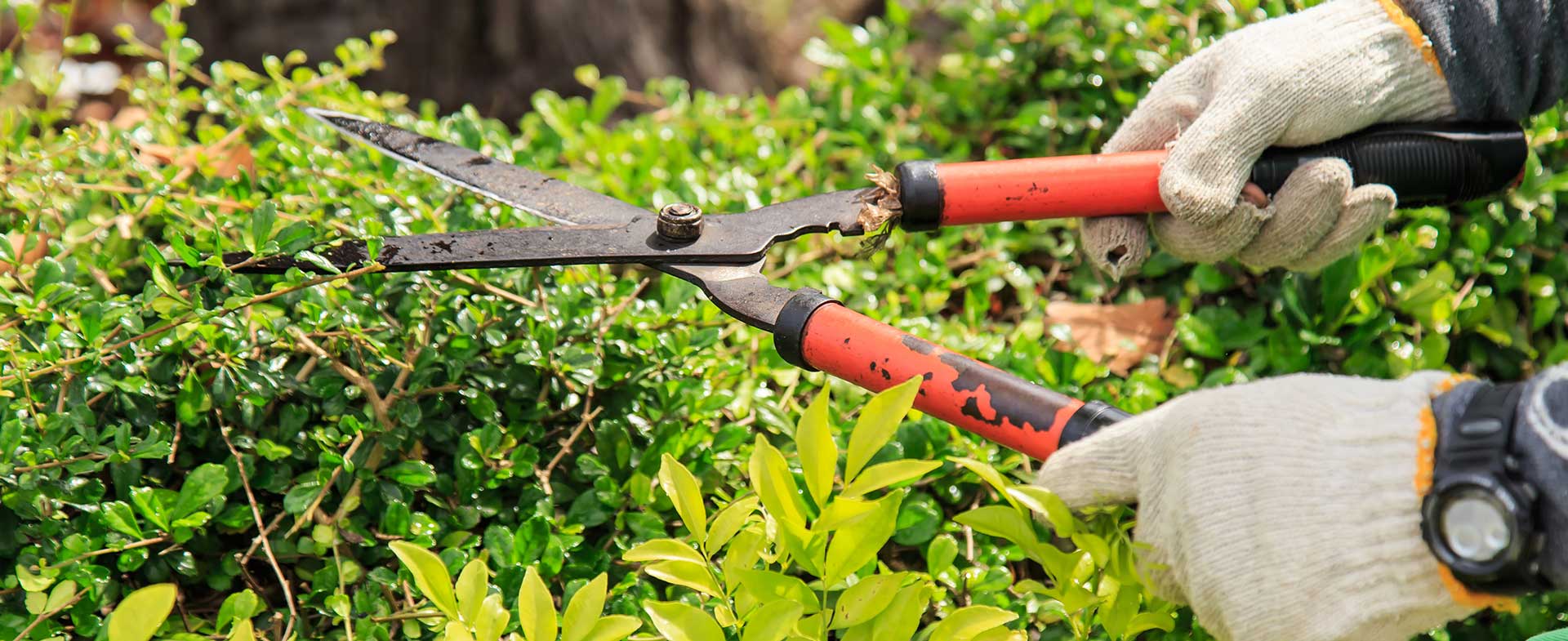 Gardeners Bellingham, SE6 Hire Now