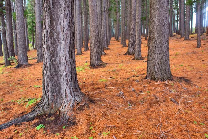 Mulching and Low Maintenance Gardening Gardener's Path