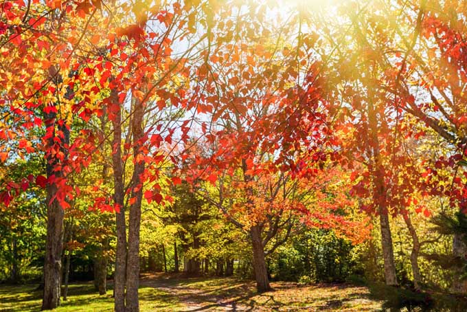 A yard full of red maples with a brilliant display of their autumn colors.
