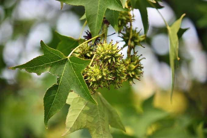 Closeup of the leaves and seedpods of the American Sweetgum or Sweet Gum tree.