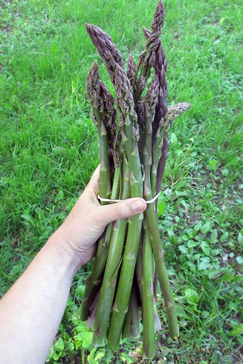 Great Tips A Grower's Guide to Asparagus Gardener's Path