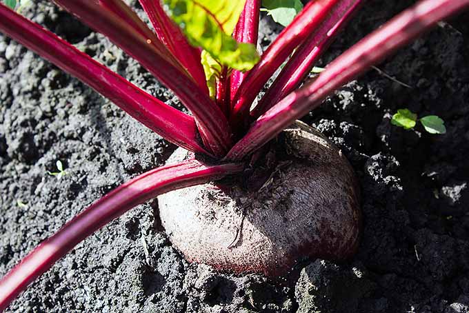 Growing Beets | GardenersPath.com