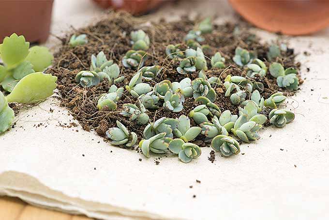A close up horizontal image of Kalanchoe pinnata plantlets, ready for propagating to start new succulents in the garden.