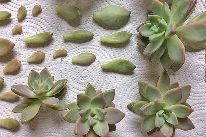 A close up horizontal image of succulents with some of their leaves removed set on a paper towel.