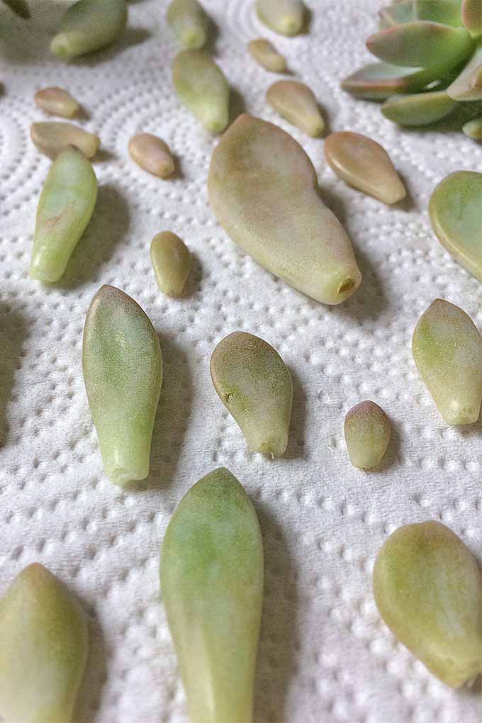 A close up vertical image of leaves removed from a succulent and set on a paper towel to dry.