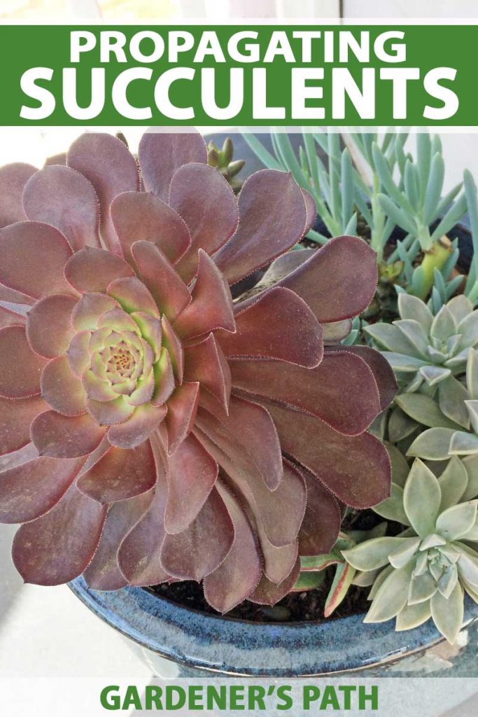 A blue ceramic planter full of different kinds of succulents.