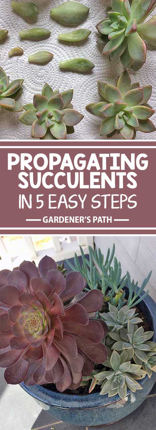 Propagating Succulents in 5 Easy Steps Gardener's Path
