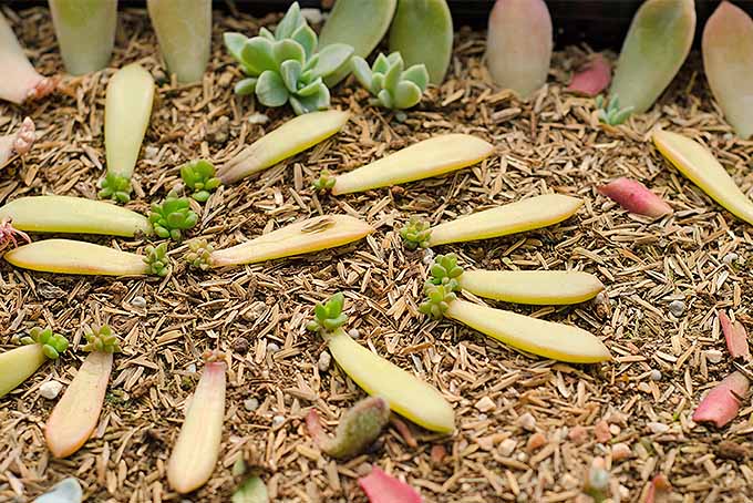 A close up horizontal image of succulents growing in a garden.