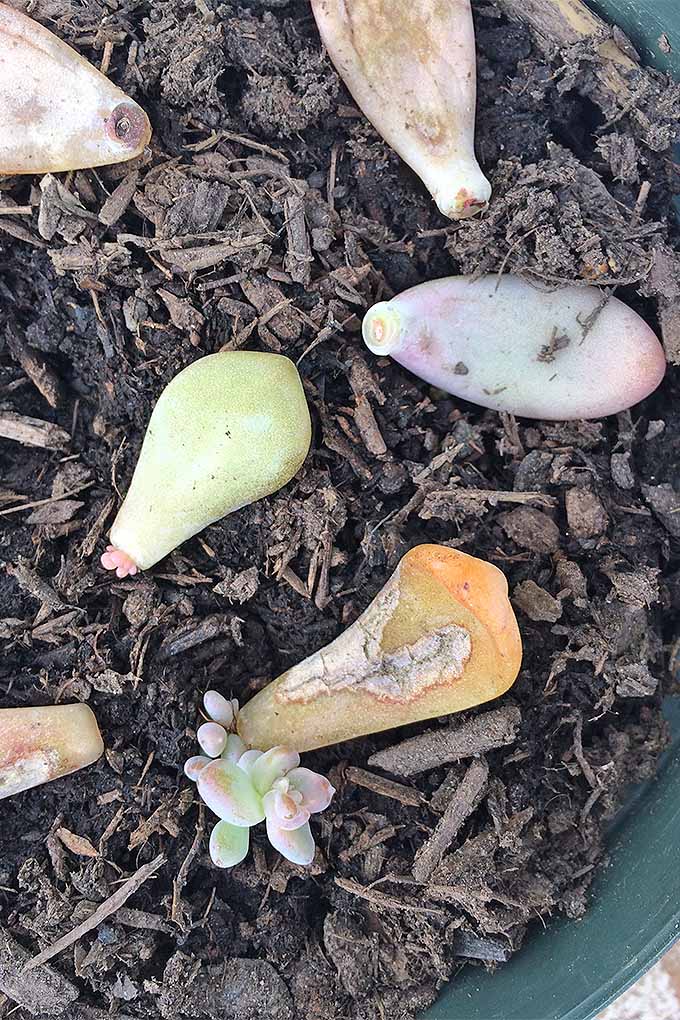 A close up vertical image of succulent leaves that have been planted in soil and are starting to grow.