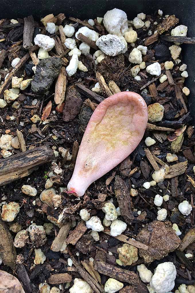 A close up vertical image of a leaf cut from a succulent plant that has callused off and is starting to grow roots.