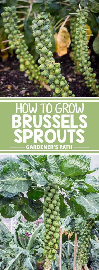 A collage of photos showing different views of Brussels sprouts growing in a garden.