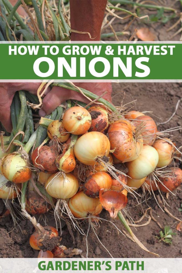 Beef And Onion Plant Uk at Ann Cassady blog
