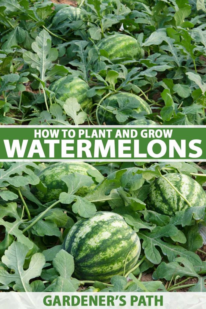 How to Plant and Grow Watermelons Gardener’s Path
