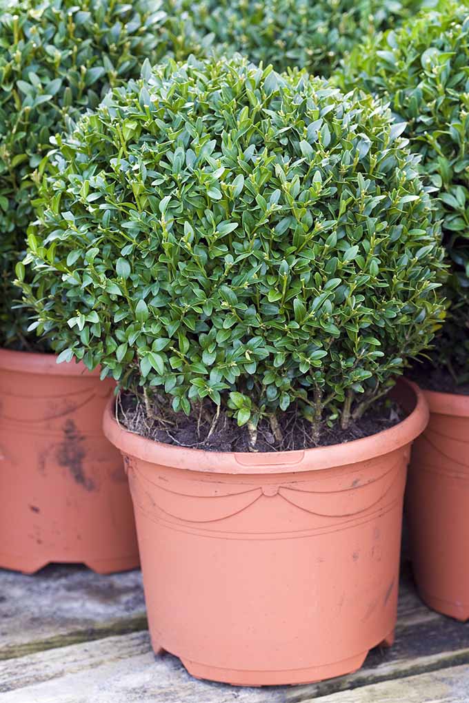 Dwarf English boxwood is one of our top 5 shrubs to use for hedges: https://gardenerspath.com/plants/ornamentals/best-shrubs-for-hedges/