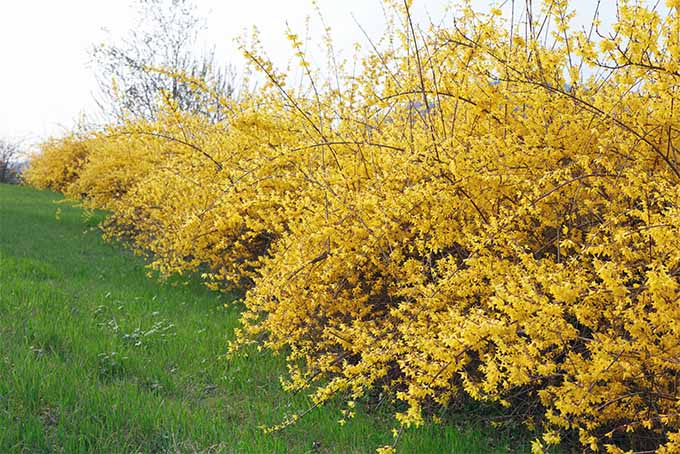 Forsynthia is one of our top 5 shrubs for hedges | GardenersPath.com