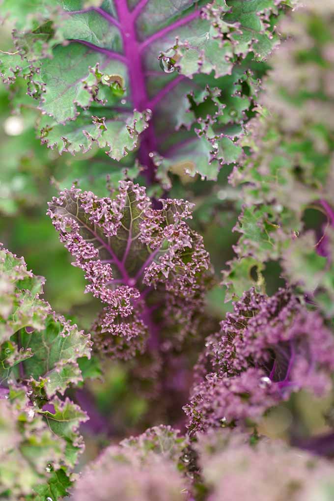 Best Kale for Cold Climates in 2017 Gardener’s Path