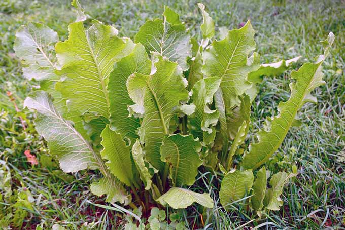 Grow Your Own Horseradish Gardener S Path