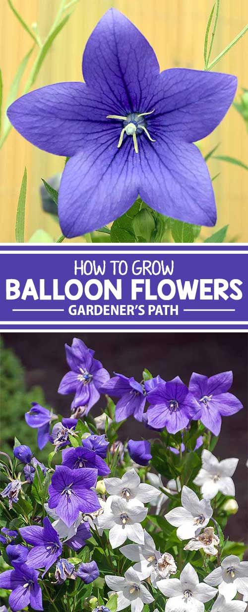 How to Grow and Care for Balloon Flowers Gardener’s Path