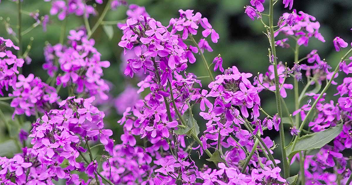 How to Grow Dame’s Rocket in Your Garden Gardener’s Path