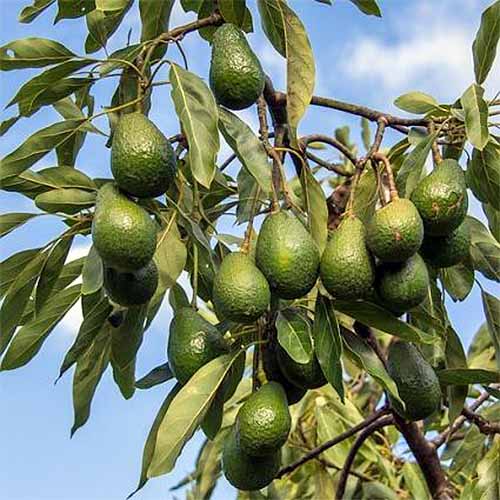 How to Grow Avocados Gardener’s Path