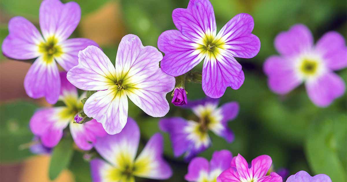 How to Grow Virginia Stock Flowers Gardener’s Path