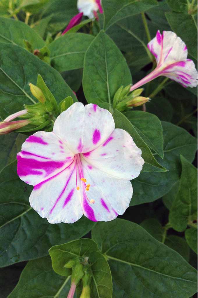 Learn How to Grow Four O’Clocks Gardener’s Path