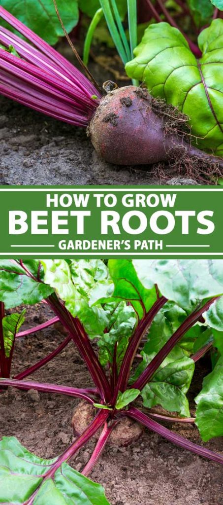 A collage of photos showing beet roots and greens growing in a vegetable garden.