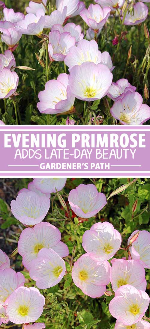 How to Grow and Care for Evening Primrose Gardener’s Path